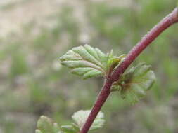 Imagem de Euphrasia pectinata subsp. pectinata