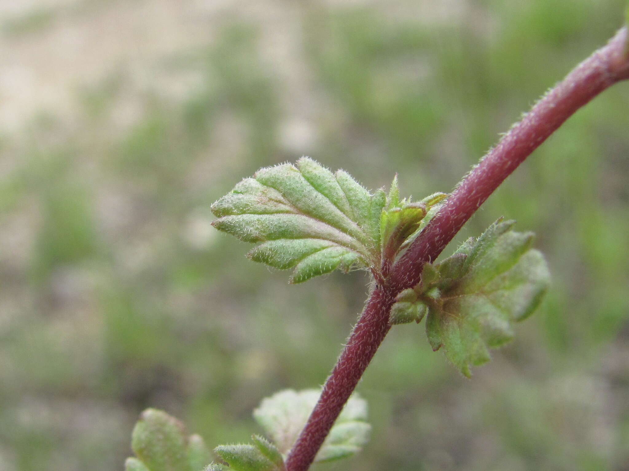 Image de Euphrasia pectinata subsp. pectinata