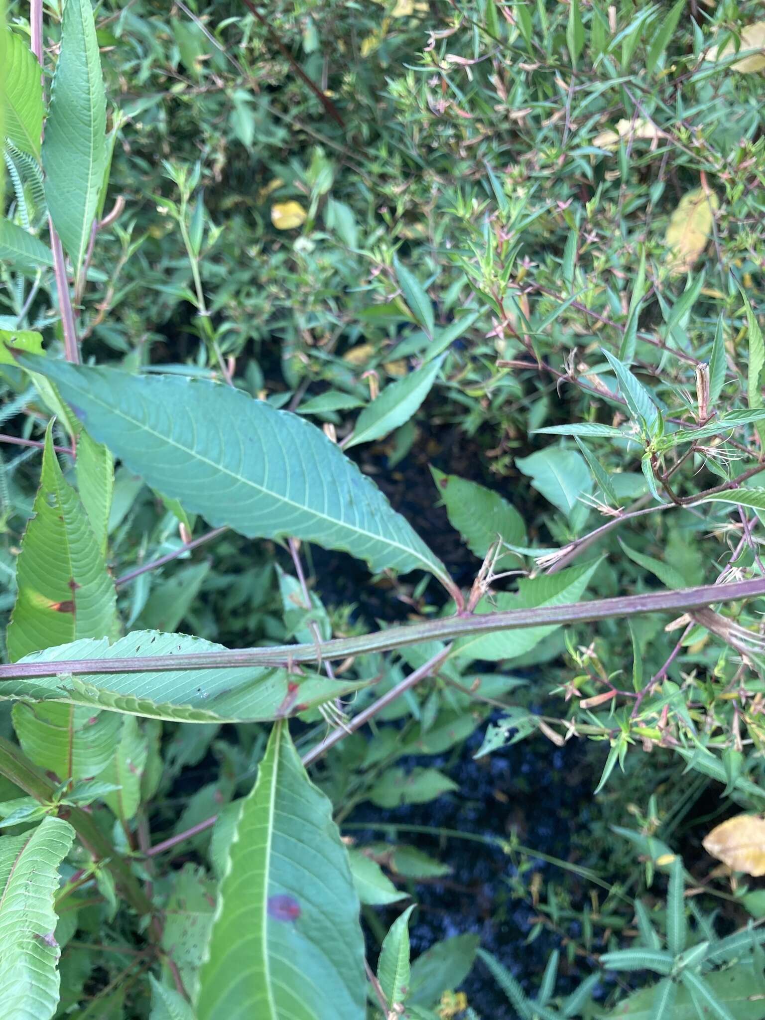 صورة Ludwigia erecta (L.) Hara