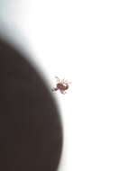 Image of American dog tick