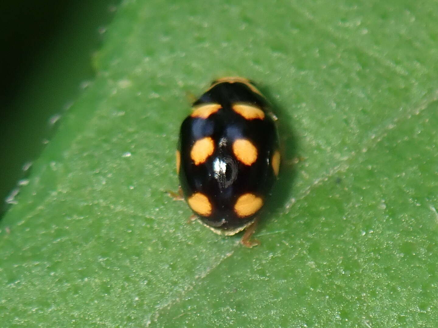 Sivun Brachiacantha ursina (Fabricius 1787) kuva