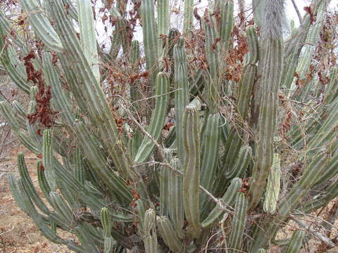 Sivun <i>Lophocereus schottii</i> var. <i>australis</i> kuva