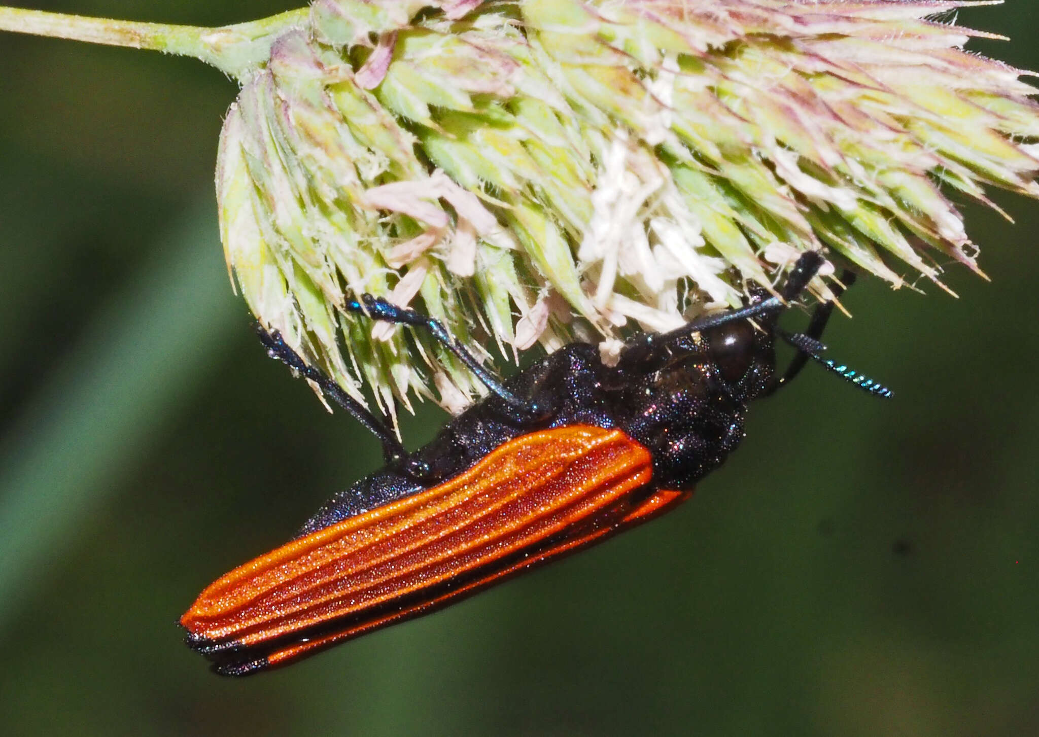 Image of Castiarina nasata (Saunders 1869)