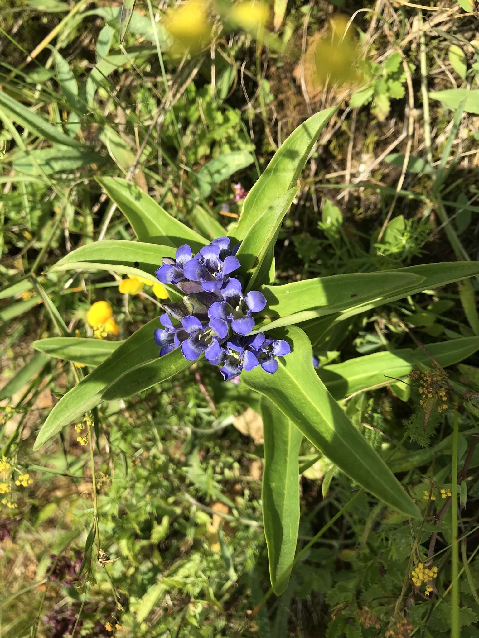 Image of Gentiana cruciata subsp. cruciata