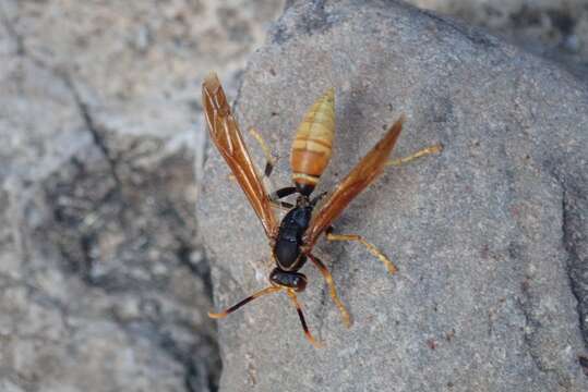 Image of <i>Polistes <i>comanchus</i></i> comanchus