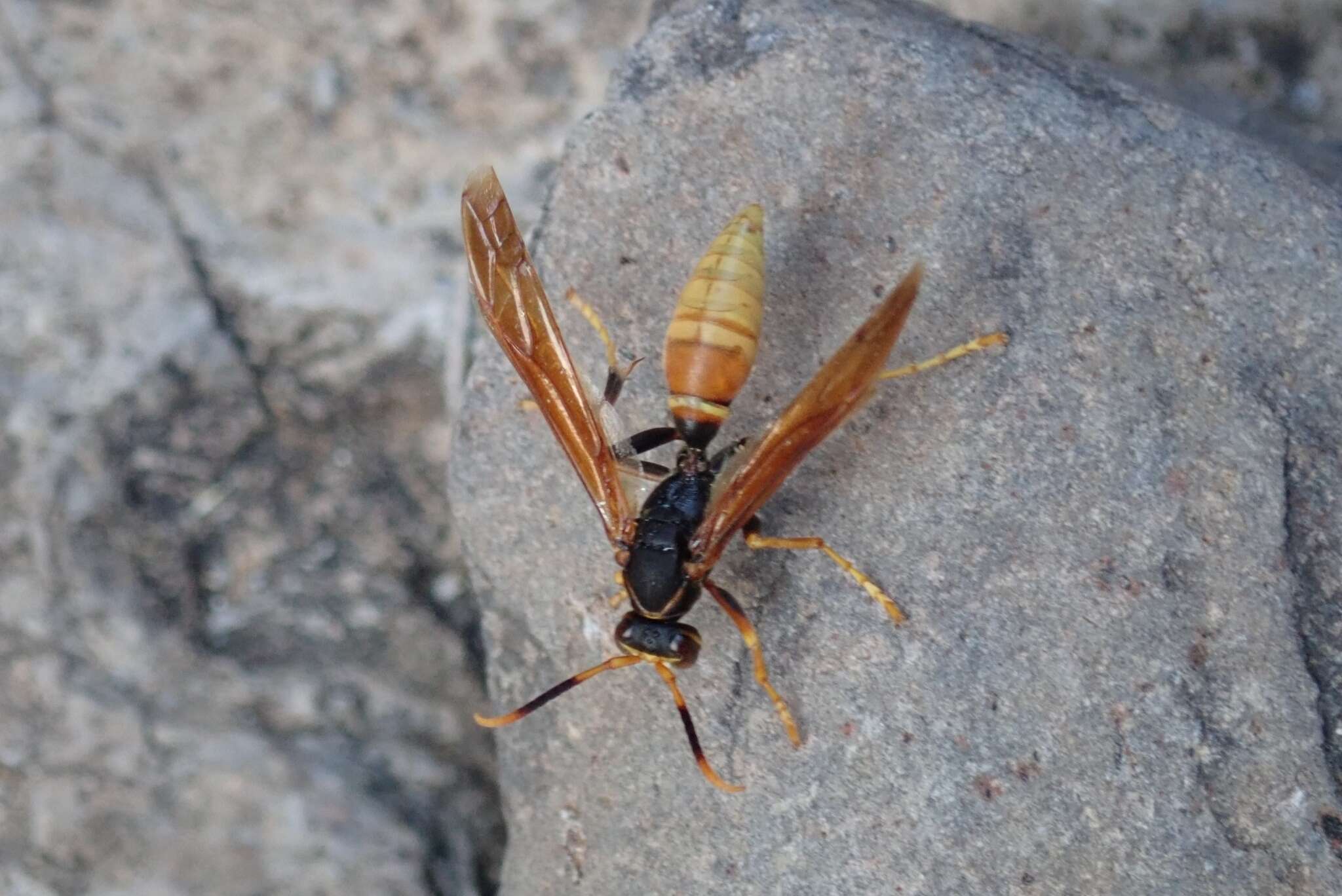 Image de <i>Polistes <i>comanchus</i></i> comanchus