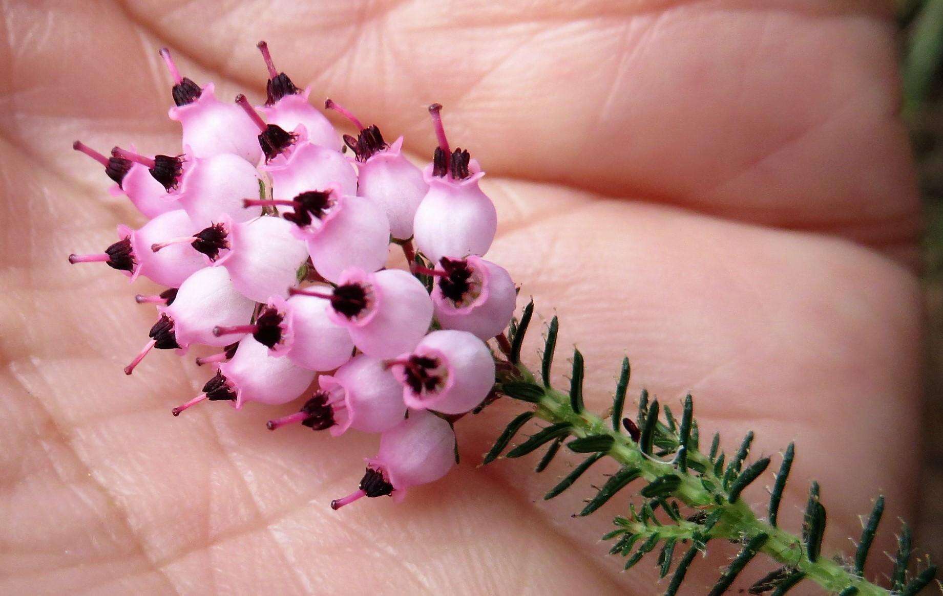 Image of Erica racemosa var. racemosa