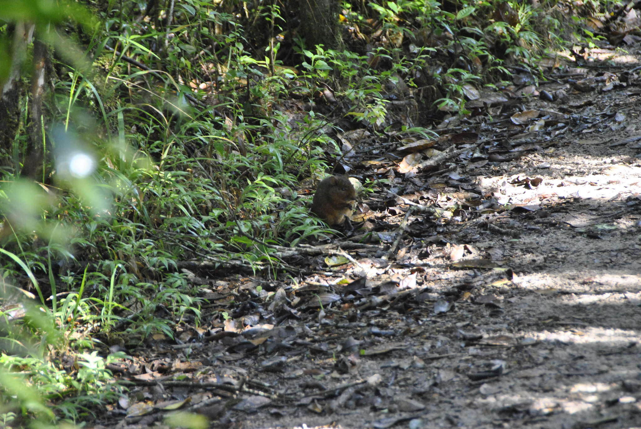 Image of island mice