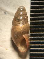 Image of Least Slippery Snail
