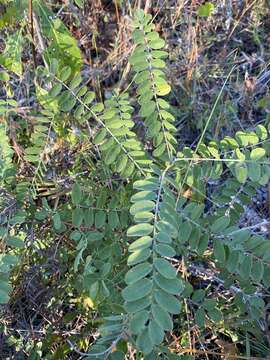 Image of Cluster-Spike Indigo-Bush