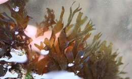 Image of Brown algae