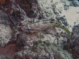 Слика од Epinephelus spilotoceps Schultz 1953