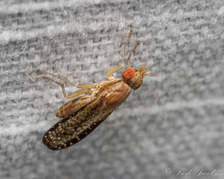 Image of Trypetoptera canadensis (Macquart 1843)