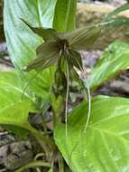 Image of black bat flower