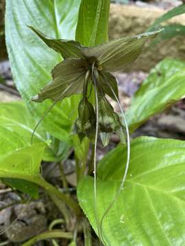 Image of black bat flower