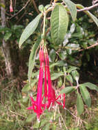 Image of Bolivian fuchsia