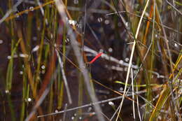 Image of Western Pygmyfly