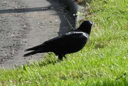 Image of Corvus frugilegus frugilegus Linnaeus 1758