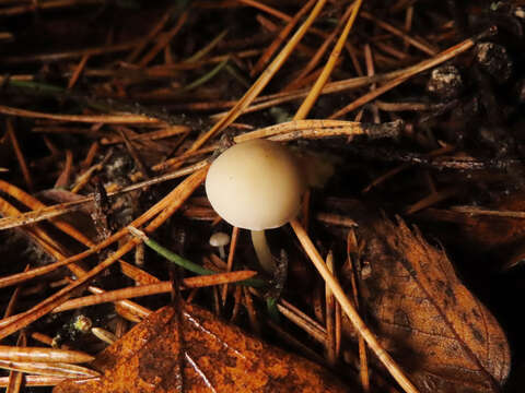 Image of sprucecone cap