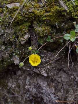 Image of Potentilla matsumurae Th. Wolf