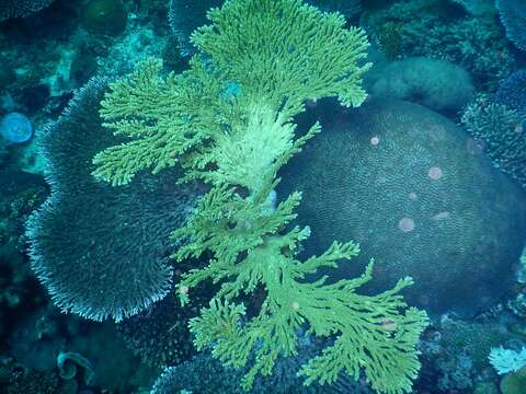 Image of Table coral