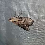 Image of Double-humped Pococera Moth