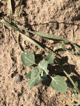 Plancia ëd Chenopodium prostratum Bunge ex Herder