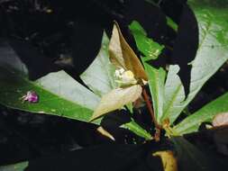 Image of Dalechampia spathulata (Scheidw.) Baill.