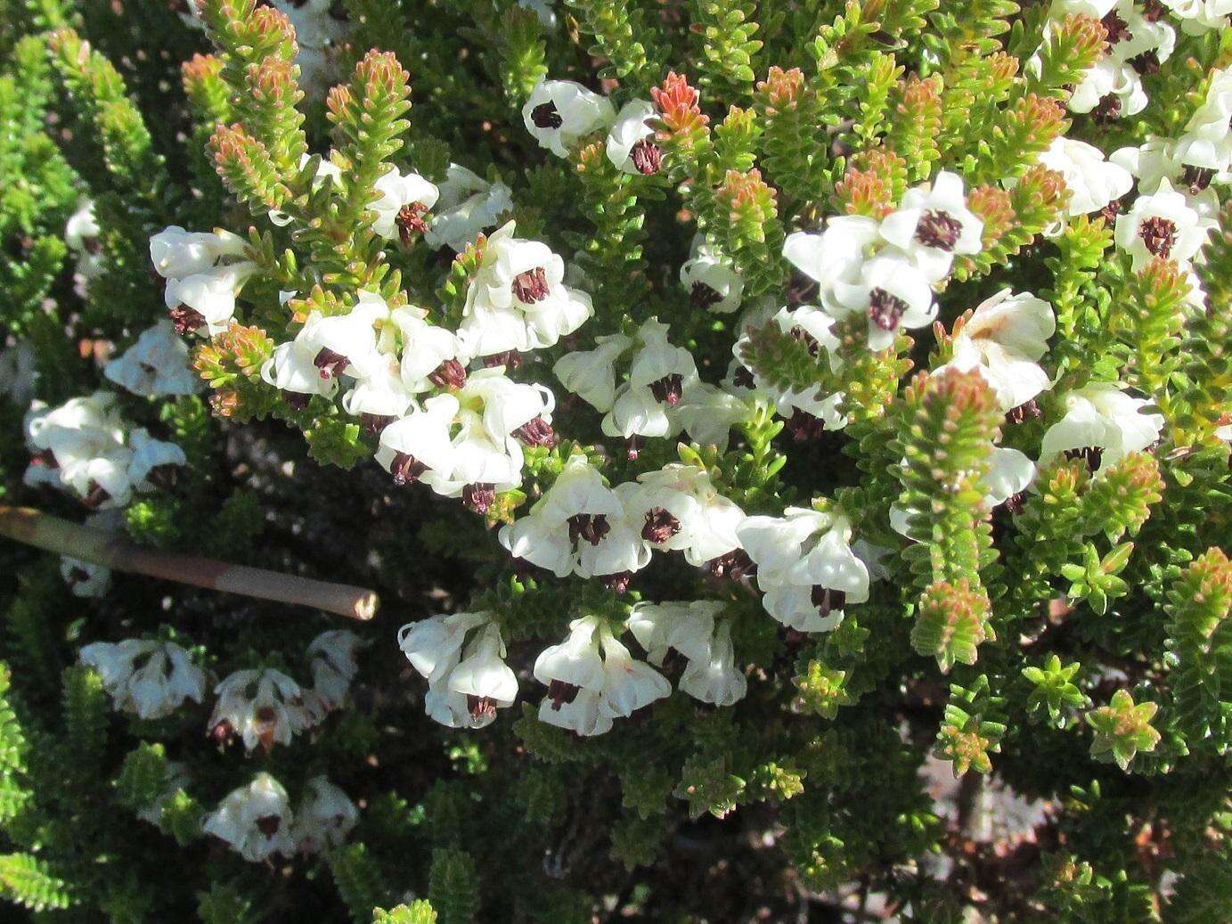 Image of Erica viscidiflora Esterhuysen