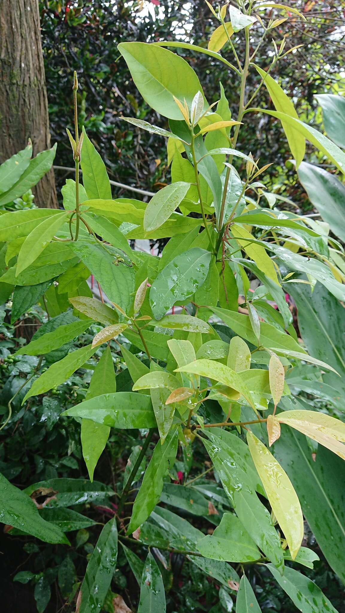 Plancia ëd Machilus zuihoensis Hayata