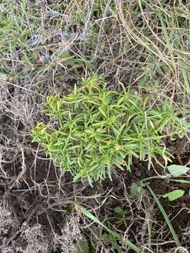 Plantago arborescens Poir. resmi