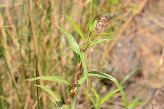 Image de Persicaria glabra (Willd.) Gomez de la Maza