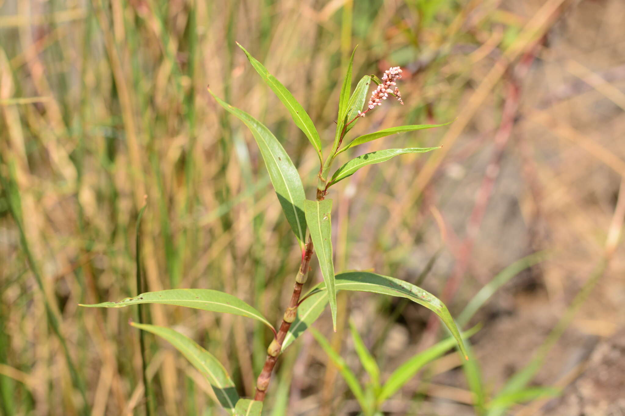 Sivun Persicaria glabra (Willd.) Gomez de la Maza kuva