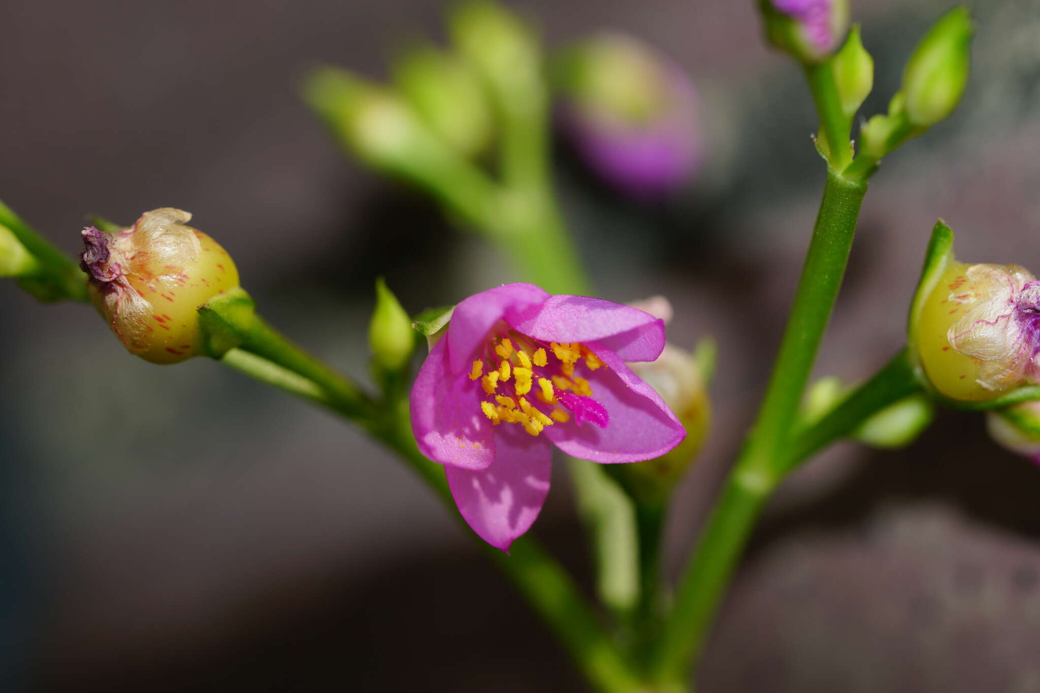 Imagem de Talinum fruticosum (L.) Juss.