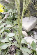 Sivun Berkheya rhapontica (DC.) Hutch. & Burtt Davy kuva