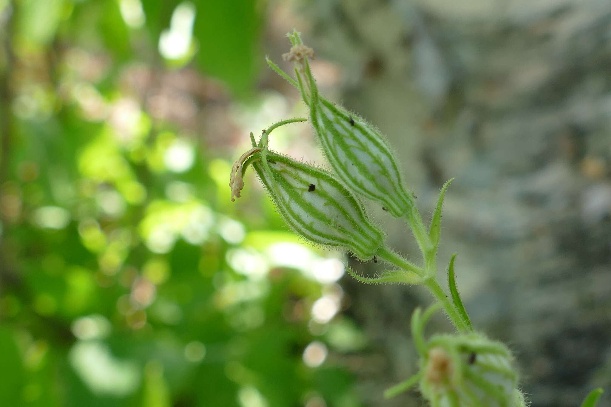 Image of night-flowering campion