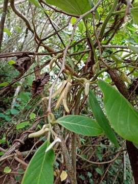 Image of cherimoya