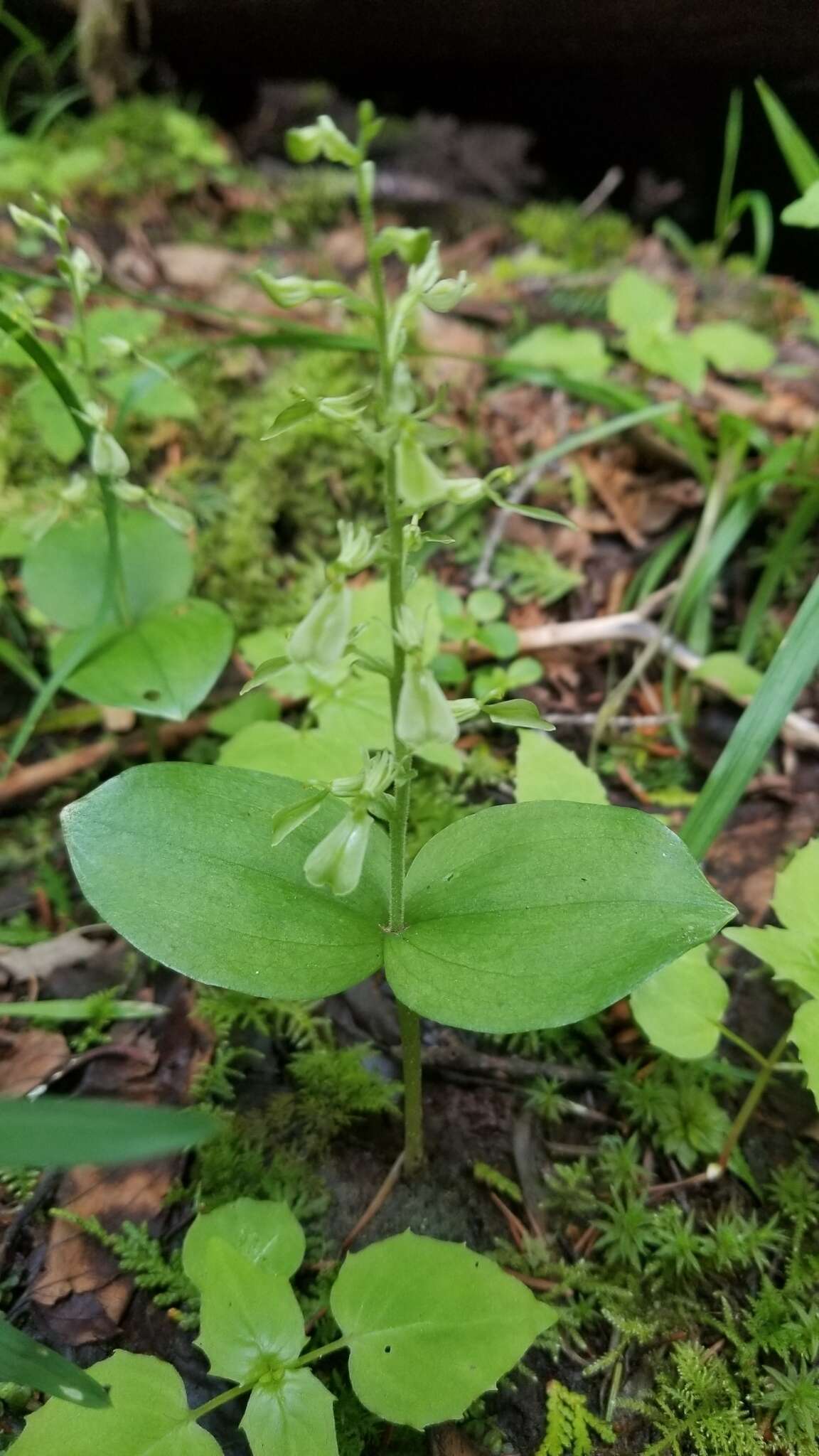 Image of Broadlipped twayblade