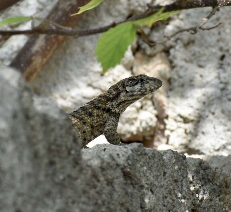 صورة Leiocephalus carinatus aquarius Schwartz & Ogren 1956