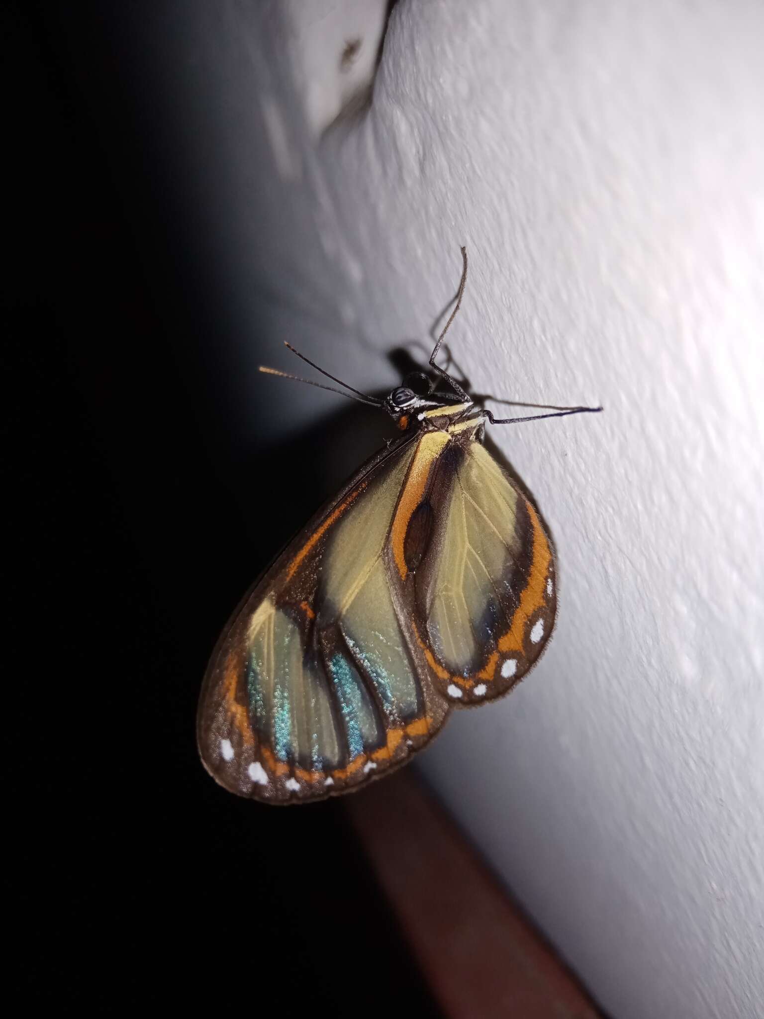 Image of Ithomia salapia Hewitson 1852