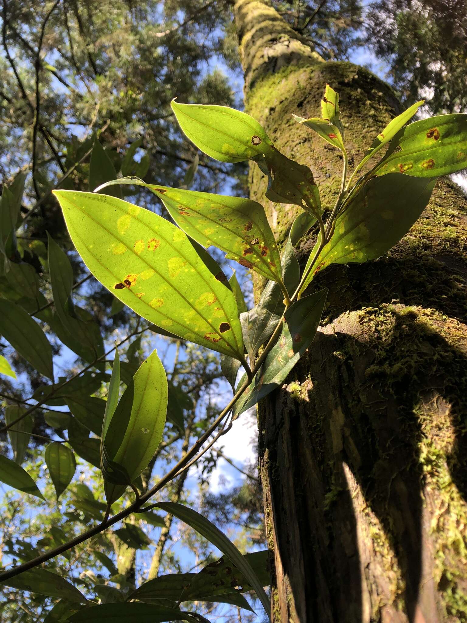 Imagem de Cinnamomum austrosinense Hung T. Chang