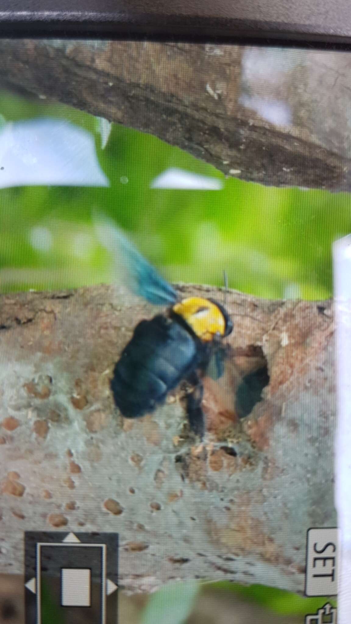 Xylocopa aestuans (Linnaeus 1758) resmi