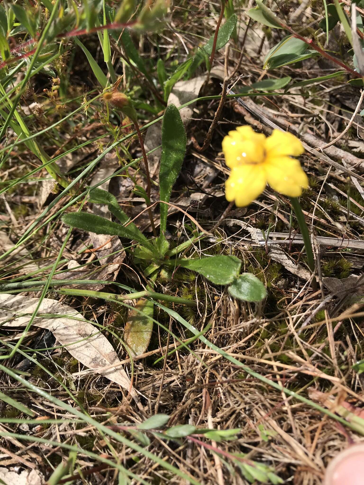 Image of Goodenia geniculata R. Br.