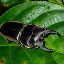 Image of Dorcus mirabilis (Parry 1864)