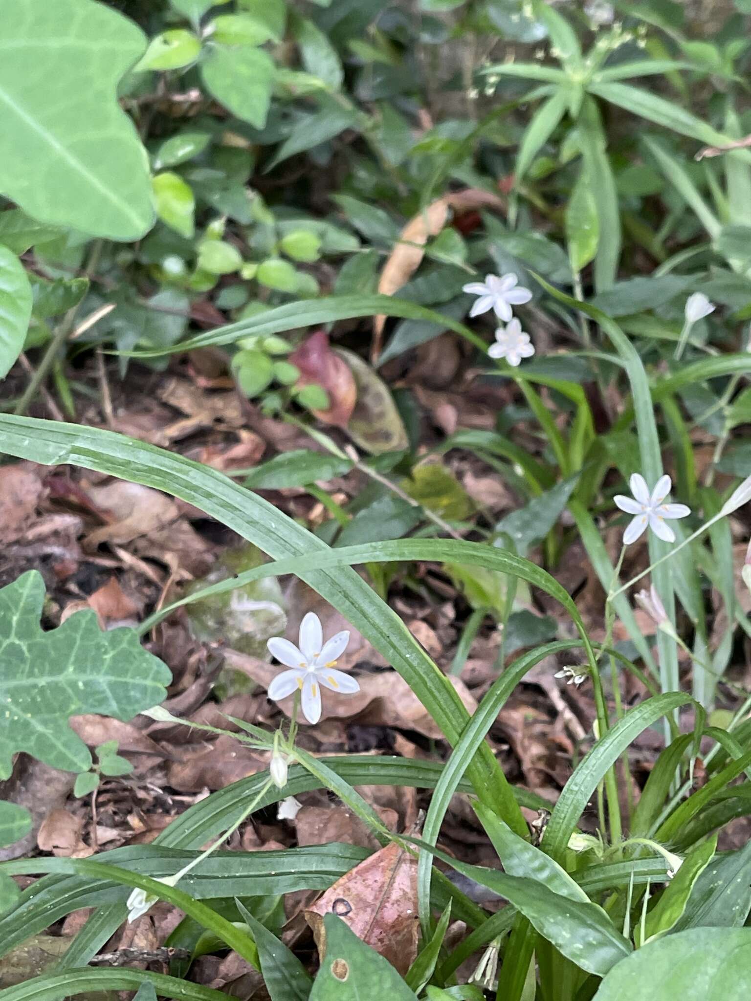 Image of Hypoxis nivea Y. Singh