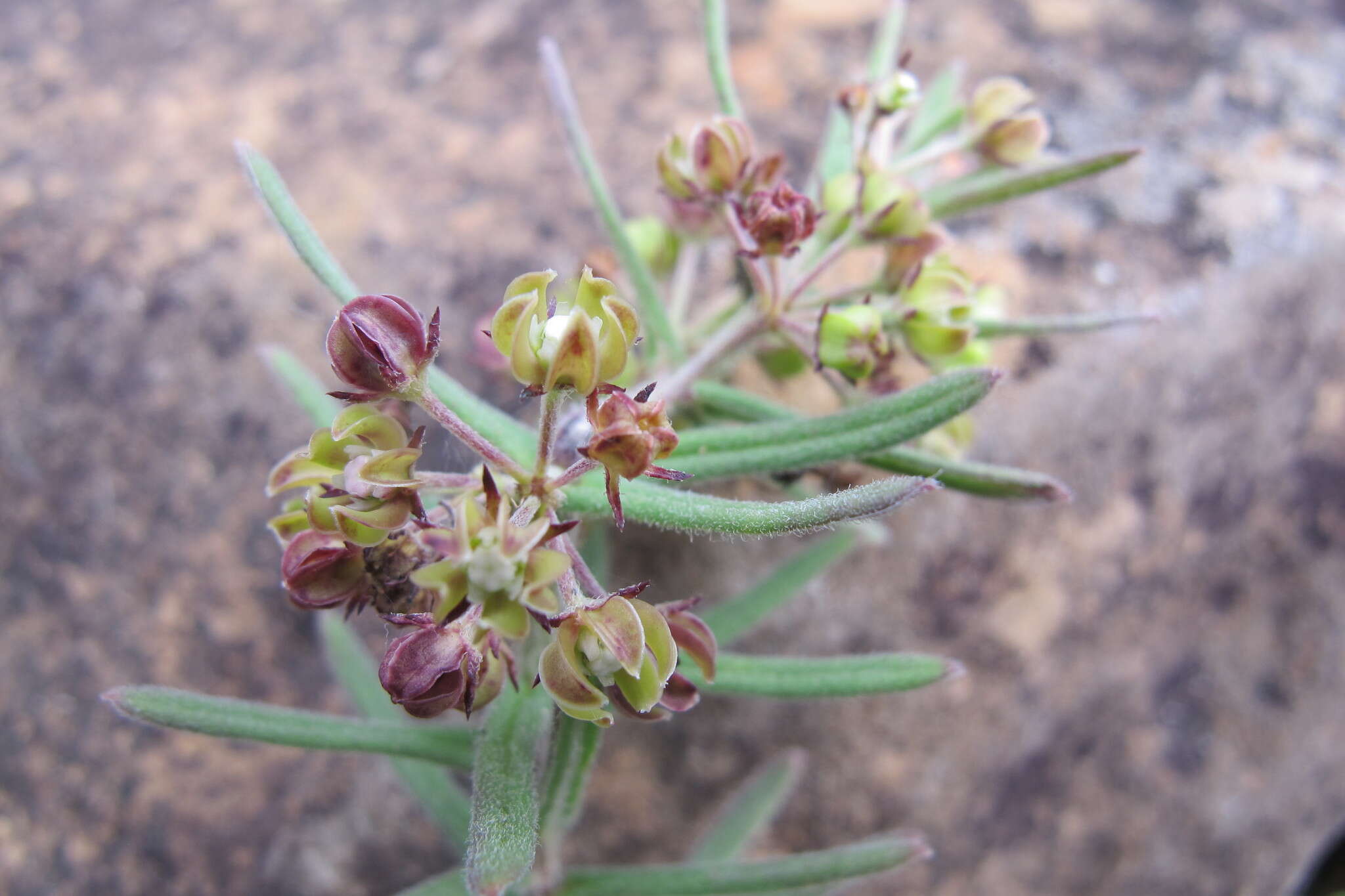 Schizoglossum bidens subsp. bidens的圖片