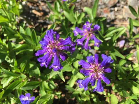 Sivun Penstemon procerus var. tolmiei (Hook.) Cronq. kuva