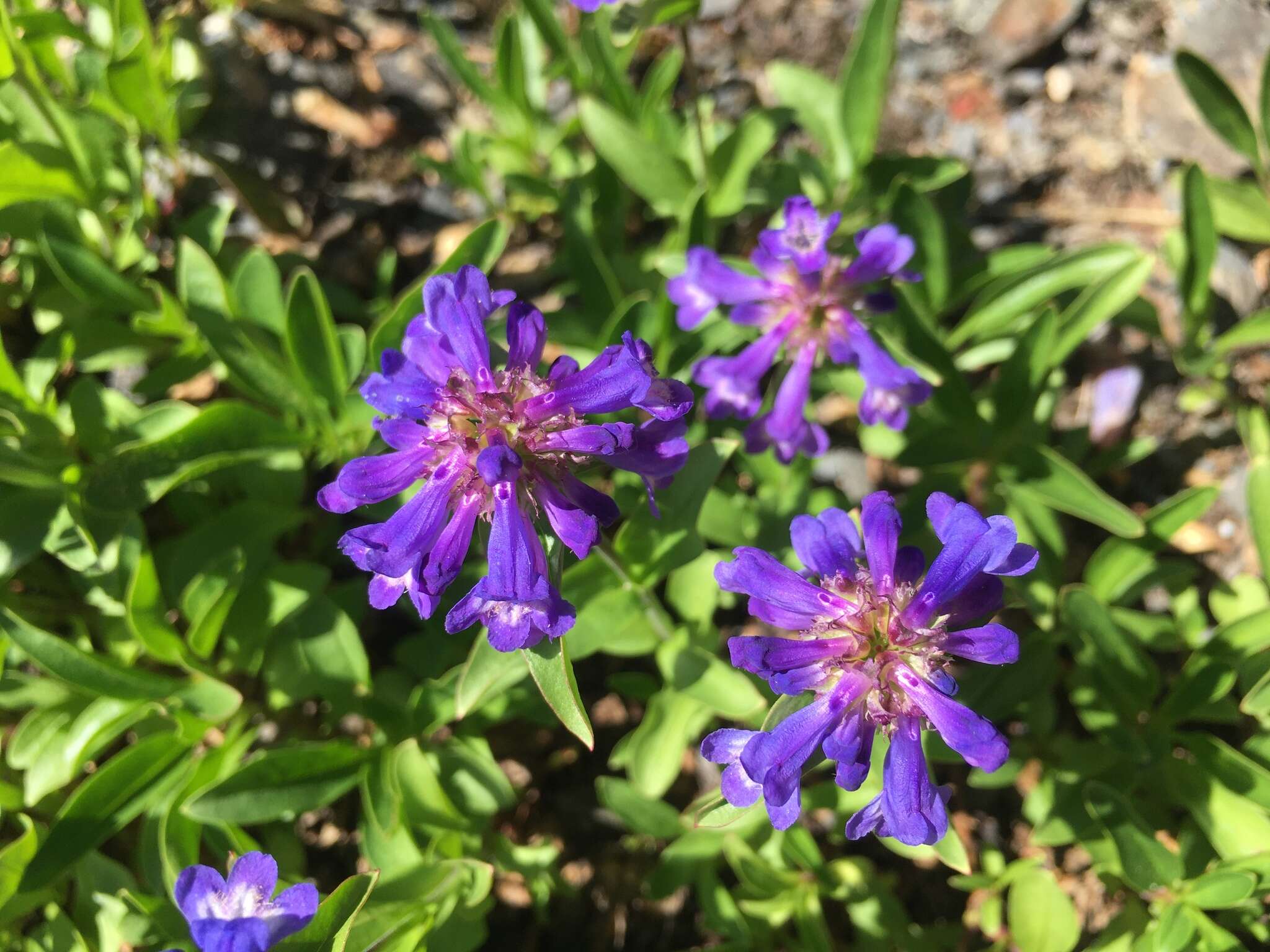 Image of Tolmie's penstemon