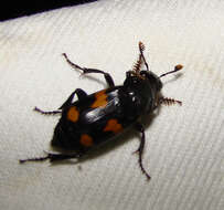 Image of Roundneck Sexton Beetle