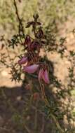 Image of shrubby restharrow